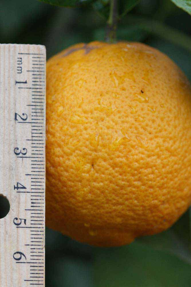            Fruit (Riverside, CA)   